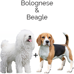 Beaglolo Dog